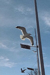 Fiskemåke (Larus canus)