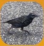 Stær (Sturnus vulgaris)