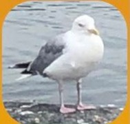 Gråmåke (Larus argentatus)