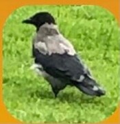 Kråke (Corvus cornix)