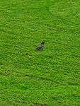 Stær (Sturnus vulgaris)