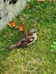 Gråspurv (Passer domesticus)