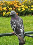 Klippedue (Columba livia)