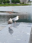 Gråmåke (Larus argentatus)