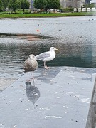 Gråmåke (Larus argentatus)