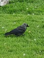 Kaie (Corvus monedula)