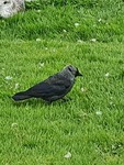 Kaie (Corvus monedula)