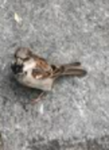 Gråspurv (Passer domesticus)