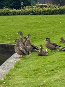 Stokkand (Anas platyrhynchos)