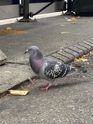 Bydue (Columba livia domestica)