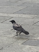 Kråke (Corvus cornix)