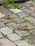 Gråspurv (Passer domesticus)