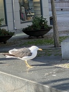 Sildemåke (Larus fuscus)