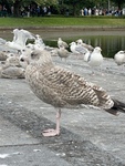 Gråmåke (Larus argentatus)