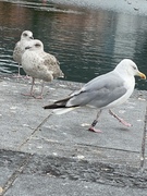 Gråmåke (Larus argentatus)