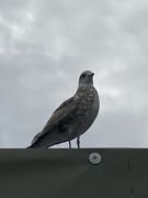 Fiskemåke (Larus canus)