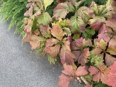 Koreabronseblad (Rodgersia podophylla)