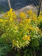 Kanadagullris (Solidago canadensis)