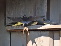 Låvesvale (Hirundo rustica)