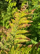 Kongsbregne (Osmunda regalis)