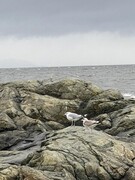 Fiskemåke (Larus canus)