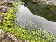 Tarmgrønske (Ulva intestinalis)