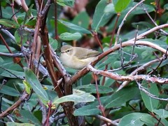 Gransanger (Phylloscopus collybita)