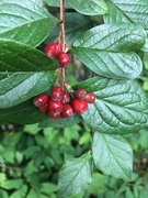 Bulkemispel (Cotoneaster bullatus)