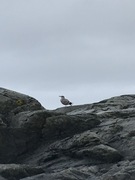 Fiskemåke (Larus canus)