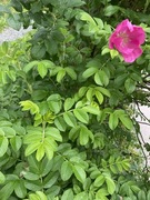 Rynkerose (Rosa rugosa)