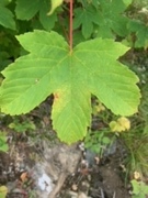 Platanlønn (Acer pseudoplatanus)