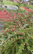 Krypmispel (Cotoneaster horizontalis)