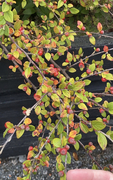 Bulkemispel (Cotoneaster bullatus)