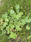 Praktmarikåpe (Alchemilla mollis)