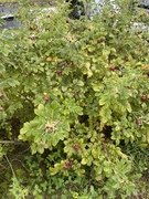 Rynkerose (Rosa rugosa)