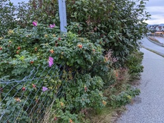 Rynkerose (Rosa rugosa)