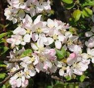 Villeple (Malus sylvestris)