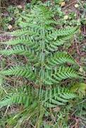 Geittelg (Dryopteris dilatata)