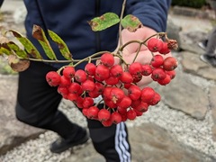 Rødhyll (Sambucus racemosa)