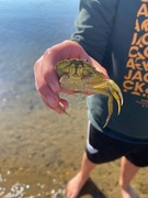 Strandkrabbe (Carcinus maenas)