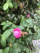 Rynkerose (Rosa rugosa)