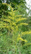 Kanadagullris (Solidago canadensis)