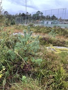 Sitkagran (Picea sitchensis)