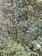 Bulkemispel (Cotoneaster bullatus)