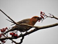 Konglebit (Pinicola enucleator)