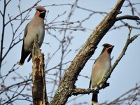 Sidensvans (Bombycilla garrulus)