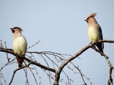 Sidensvans (Bombycilla garrulus)