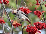 Sidensvans (Bombycilla garrulus)