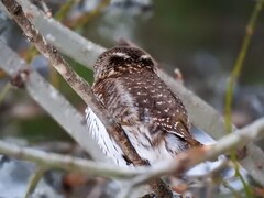 Spurveugle (Glaucidium passerinum)