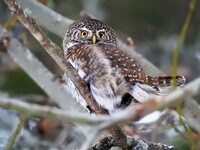 Spurveugle (Glaucidium passerinum)